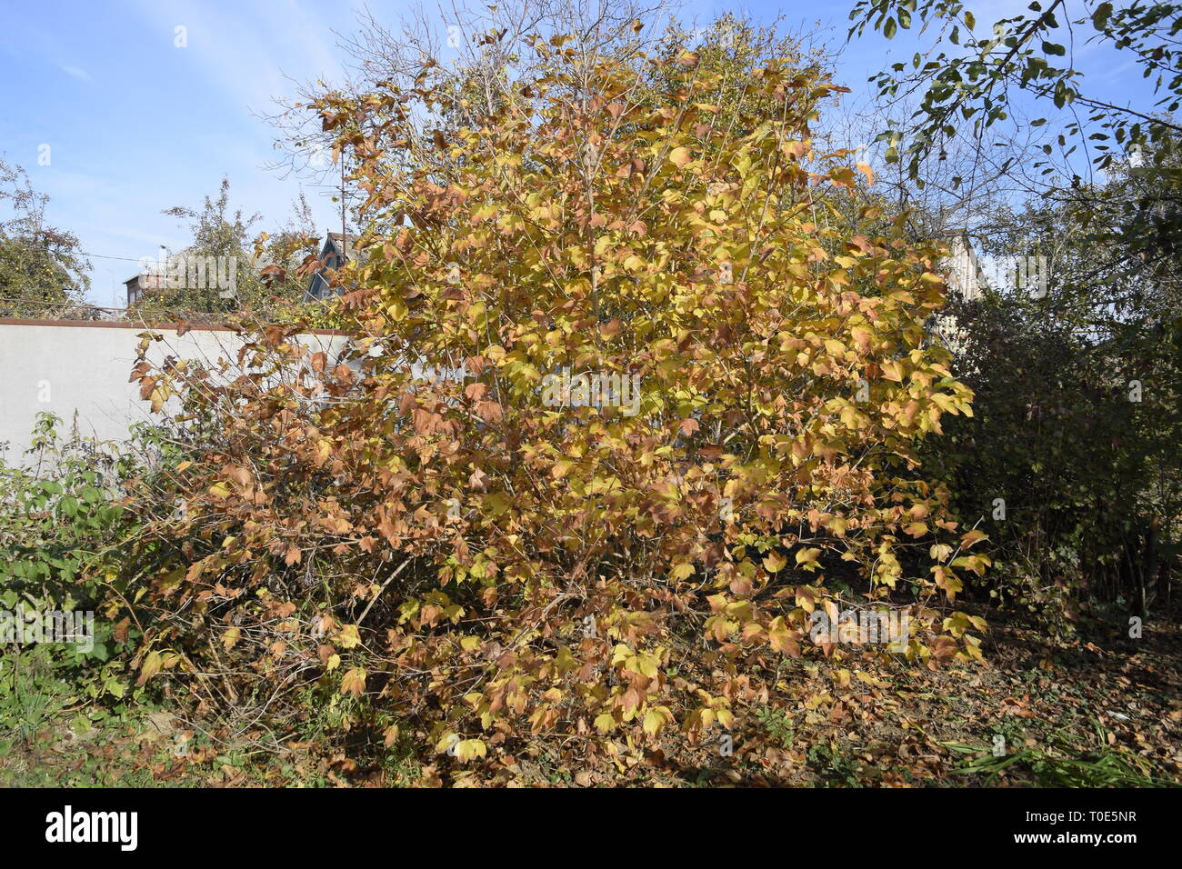 Viburnum Tree In The Fall Yellow Leaves On The Tree Viburnum Tree In The Fall Yellow Leaves On The Tree Stock Photo Alamy