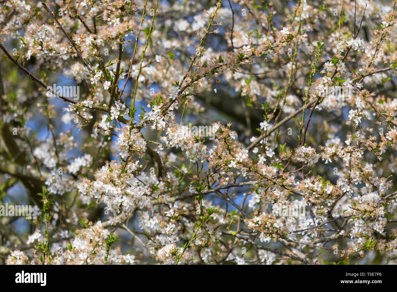Plum tree blossom, kent, uk Stock Photo