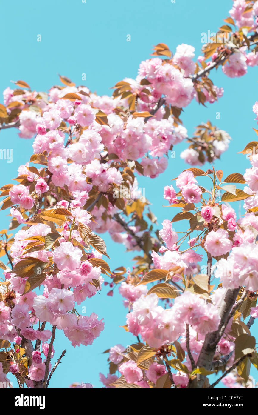 Spring cherry blossom over blue sky Stock Photo - Alamy
