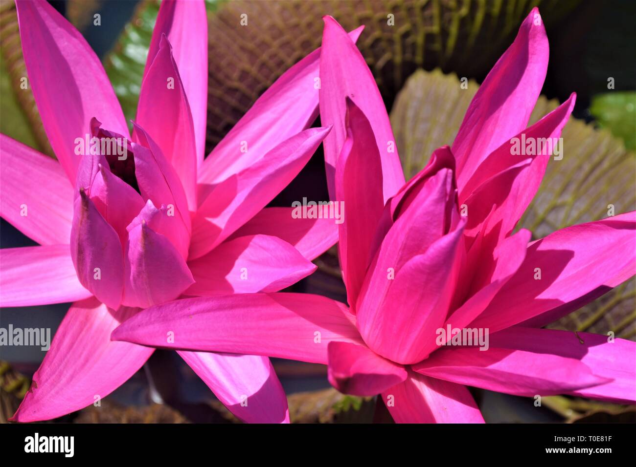 Close-up pink waterlily/lotus flowers. Stock Photo