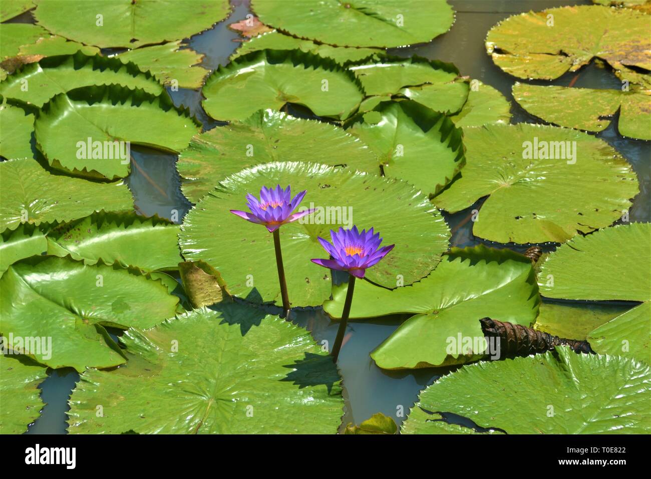 Beautiful purple waterlily in the pond. Stock Photo