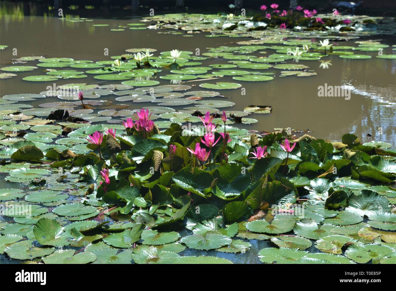 Pink lotus in the pond. Stock Photo