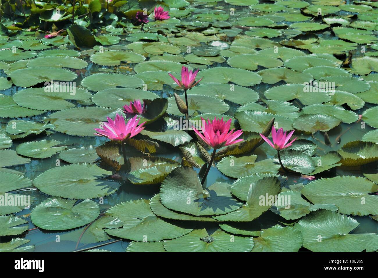 Beautiful pink lotus/waterlily in the pond. Stock Photo