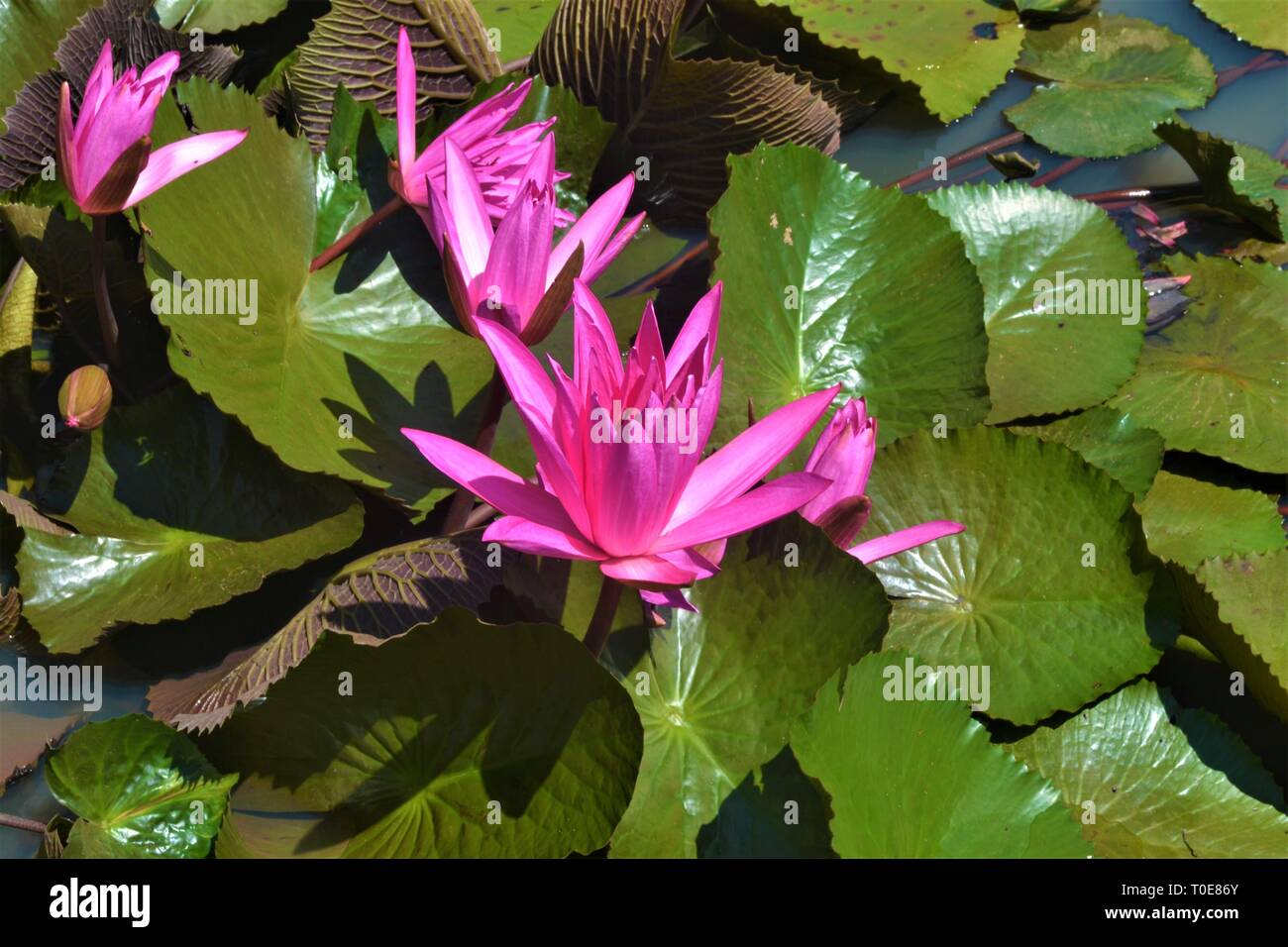 Beautiful pink waterlily in the pond. Stock Photo