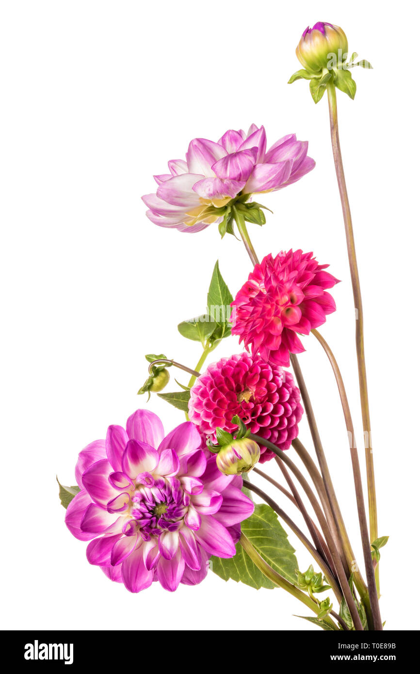 Ornamental flowers of dahlia isolated on a white background Stock Photo