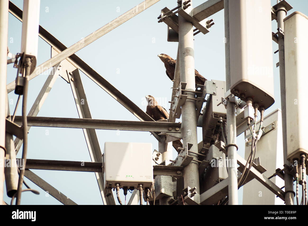 Bird on a HighVoltage Transmission Line. Birds don't get shocked when