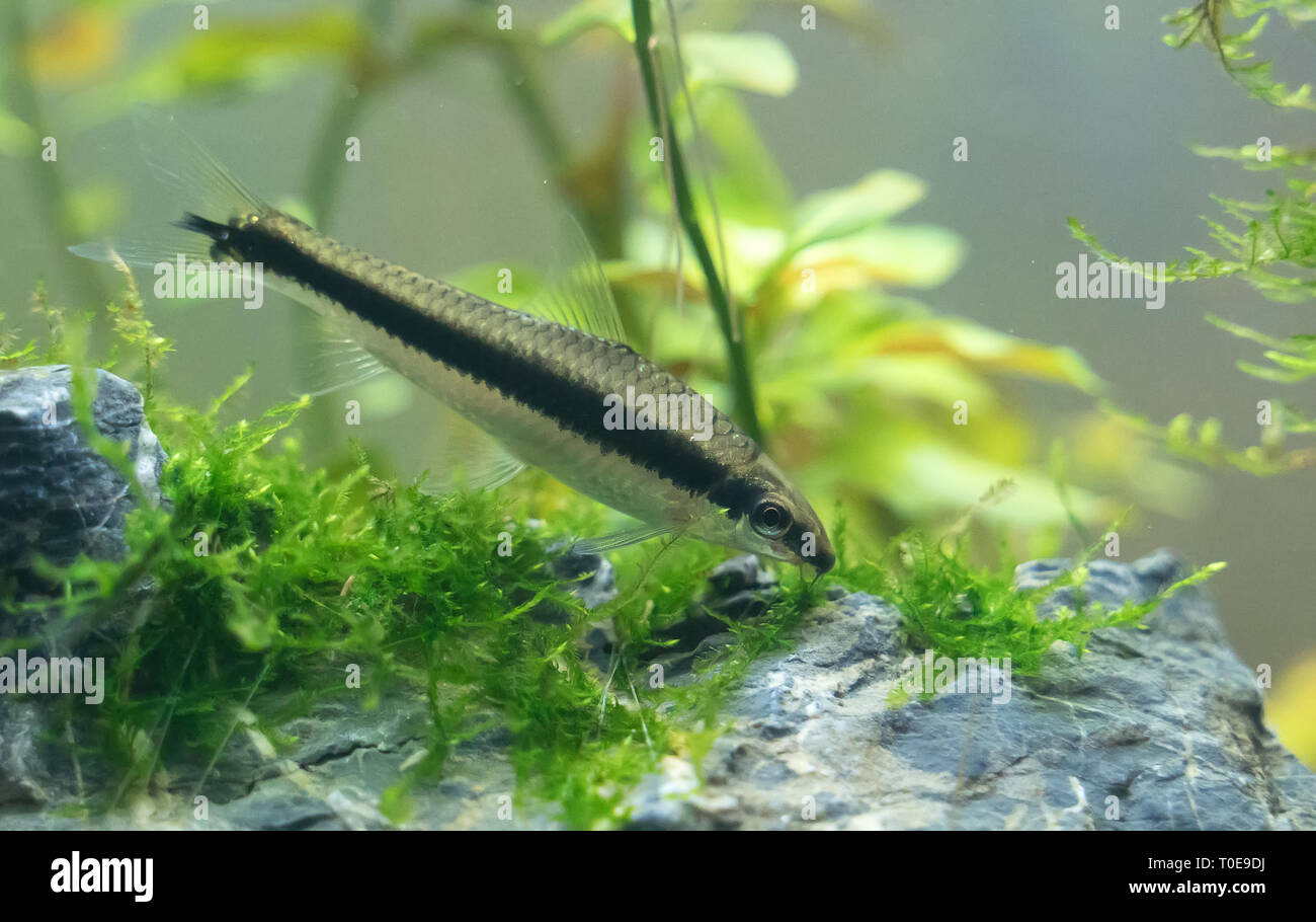 Siamese algae-eater in freshwater aquarium. Crossocheilus oblongus. Stock Photo