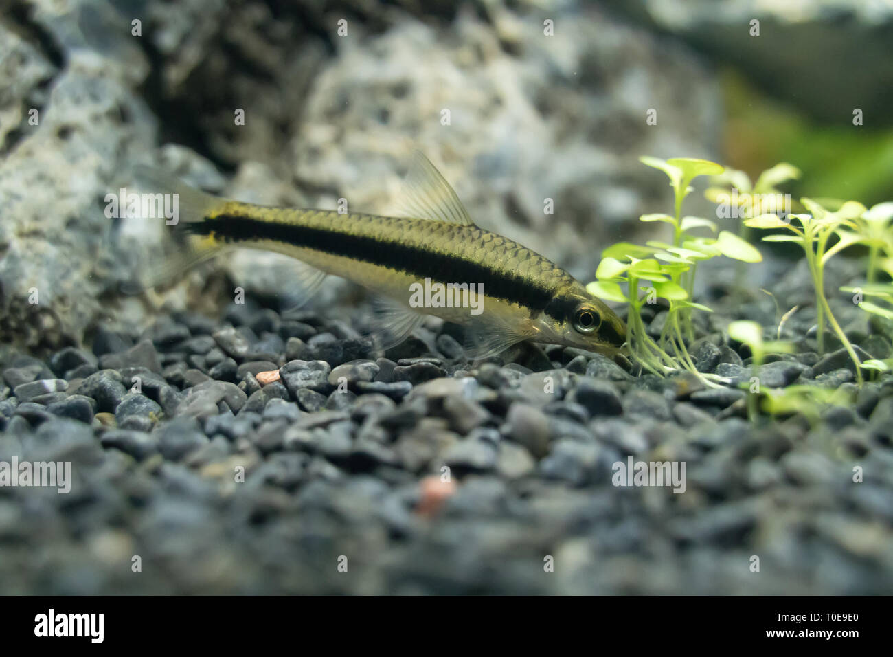Siamese Algae eater In Freshwater Aquarium Crossocheilus Oblongus Siamese Algae eater In Freshwater Aquarium Crossocheilus Oblongus