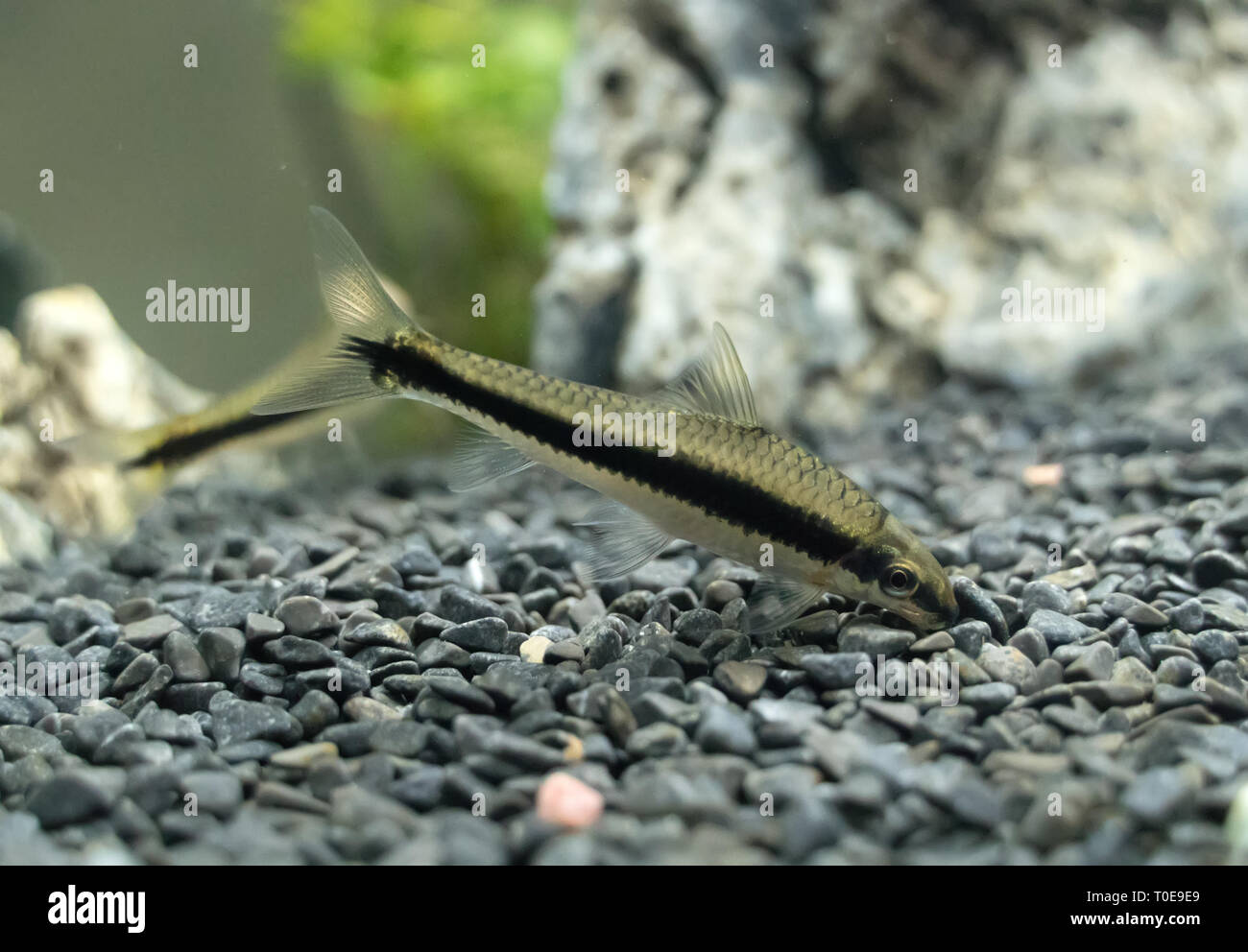 Siamese algae-eater in freshwater aquarium. Crossocheilus oblongus. Stock Photo