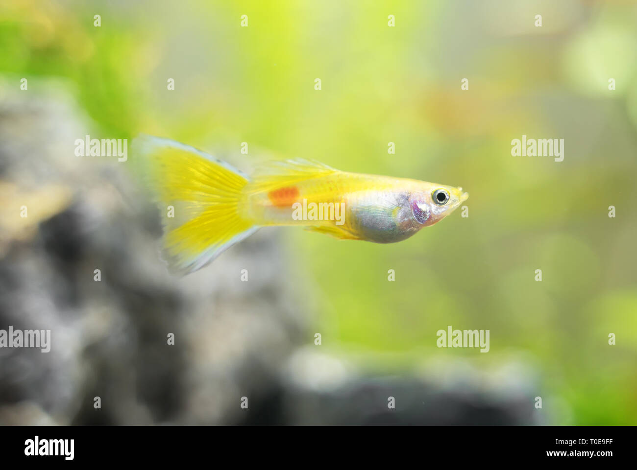 Guppy in freshwater aquarium. Poecilia reticulata. Stock Photo