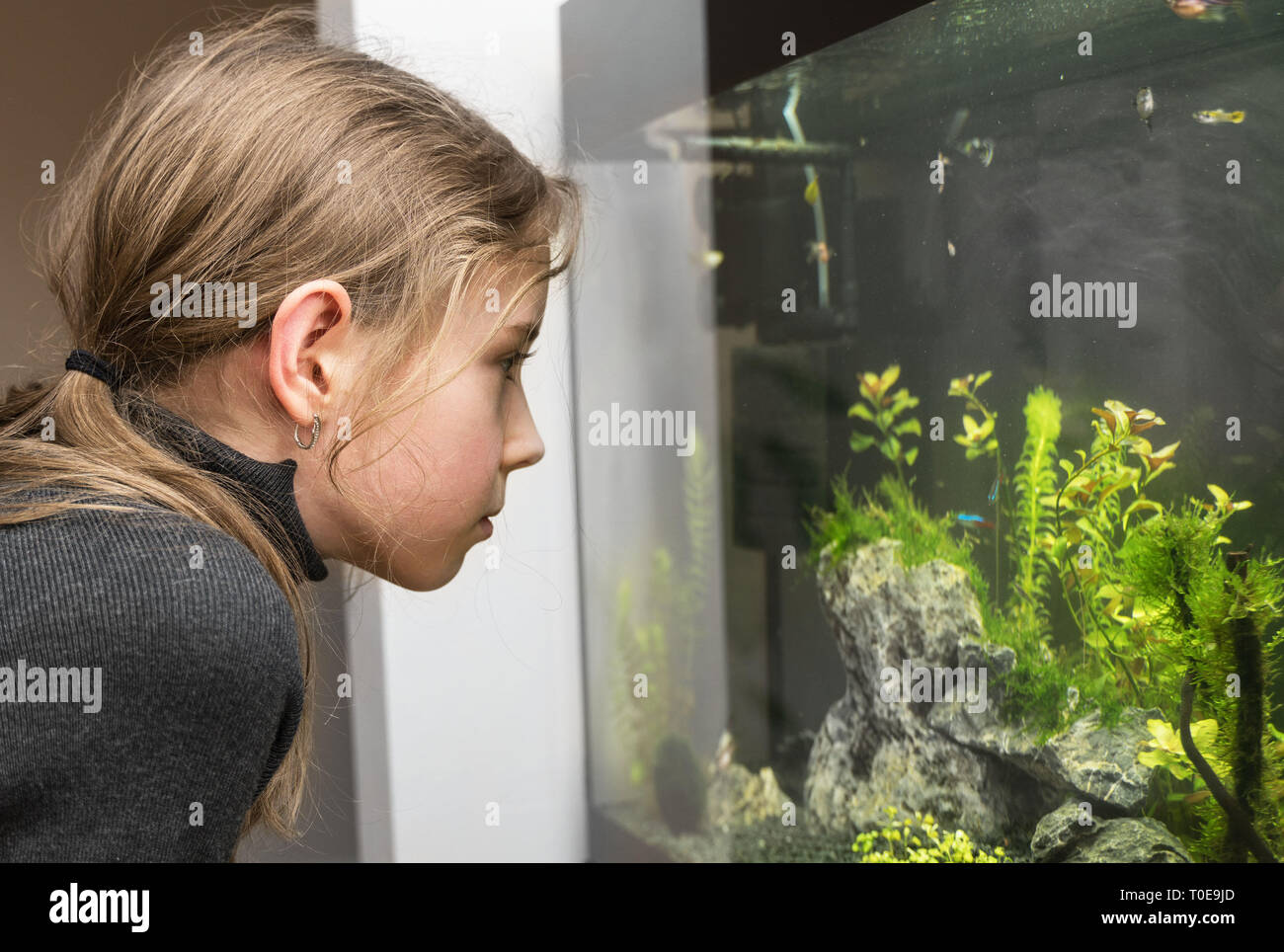 Little girl looks at the fish in the aquarium. Stock Photo
