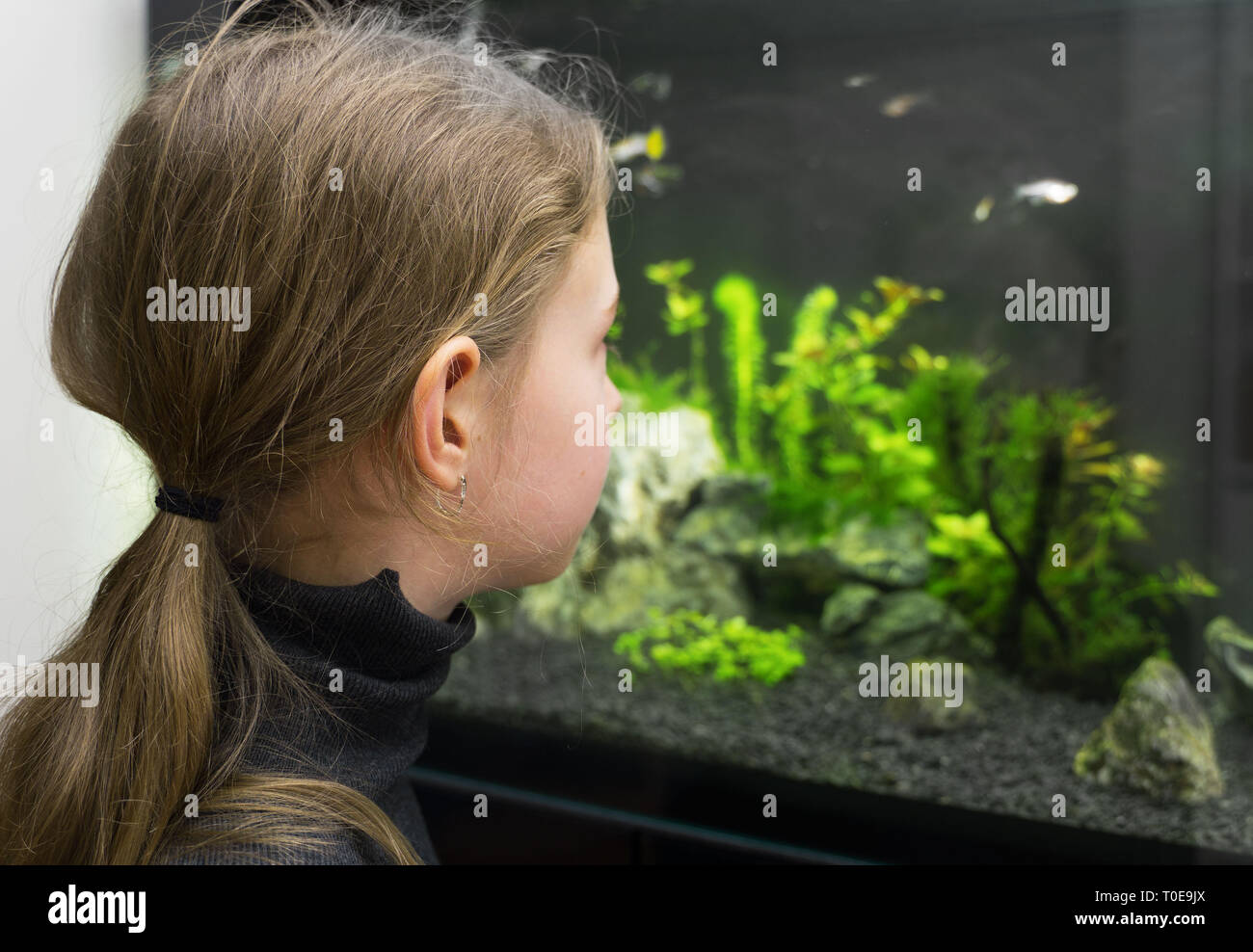 Little girl looks at the fish in the aquarium. Stock Photo