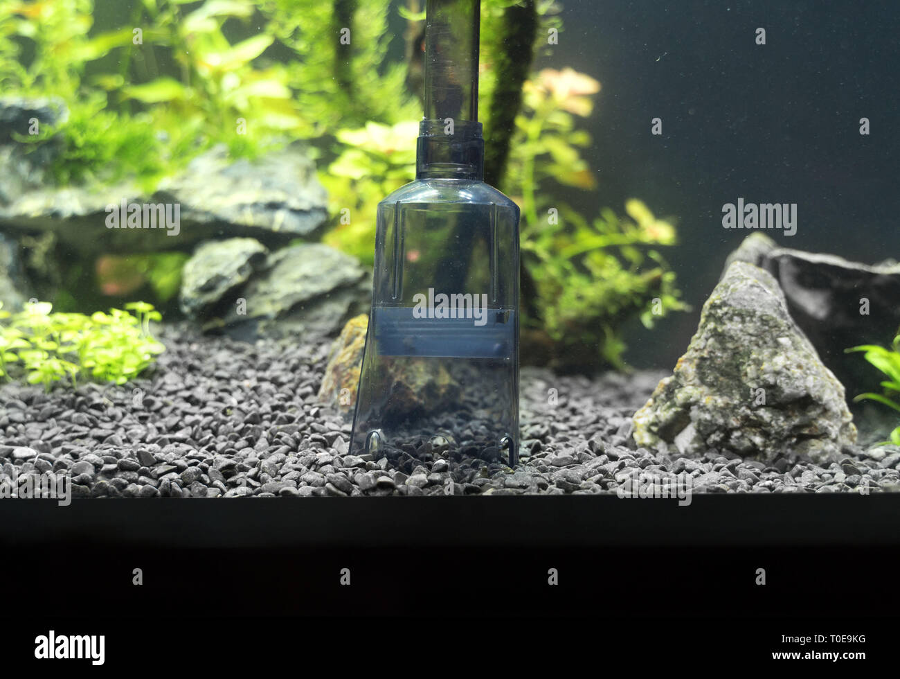 Siphon gravel cleaner tool in the aquarium. Stock Photo