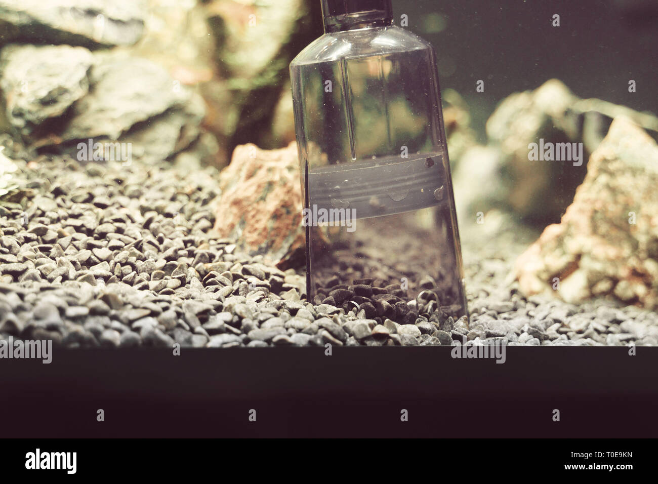 Siphon gravel cleaner tool in the aquarium Stock Photo Alamy