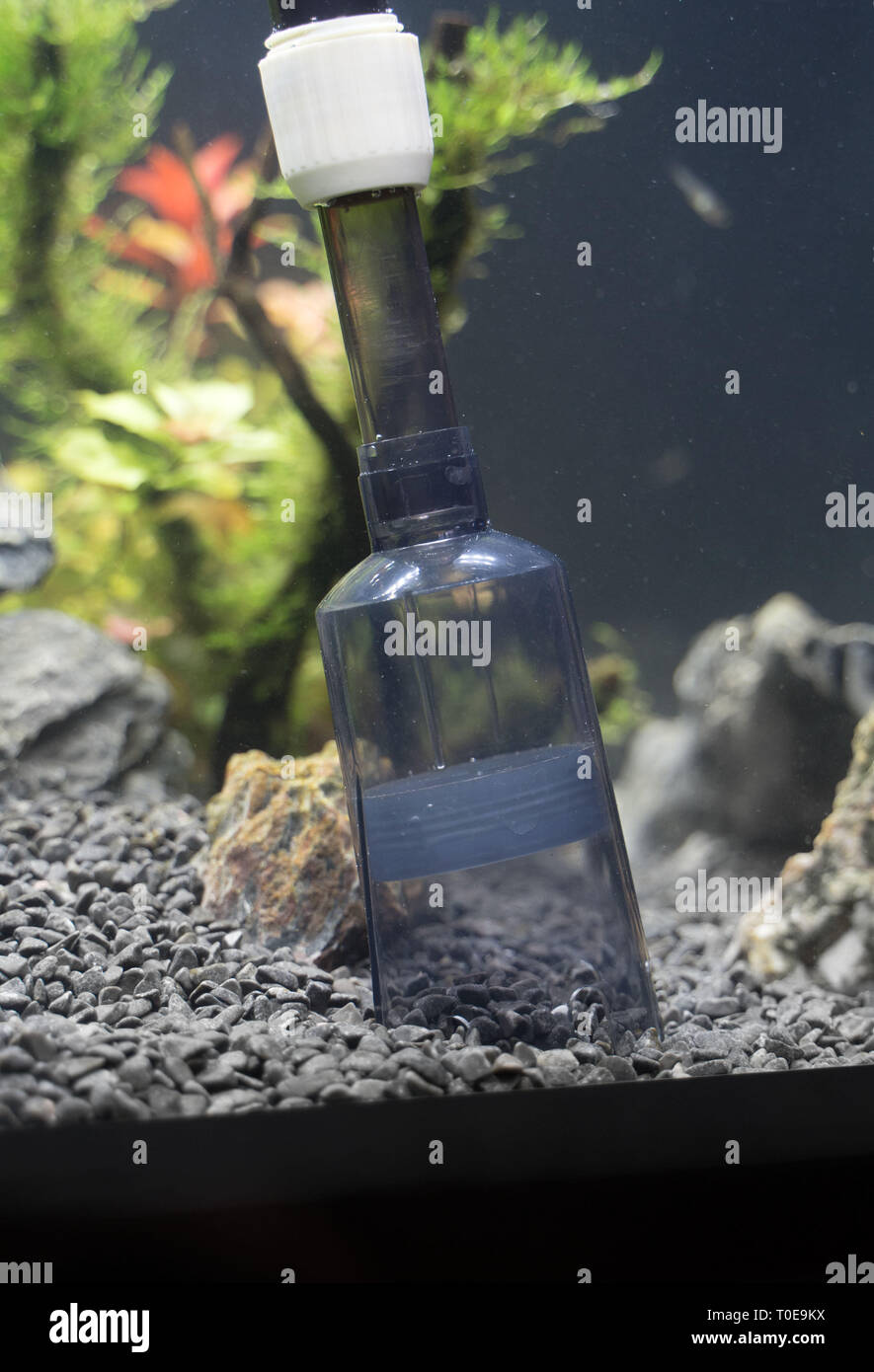 Siphon gravel cleaner tool in the aquarium. Stock Photo