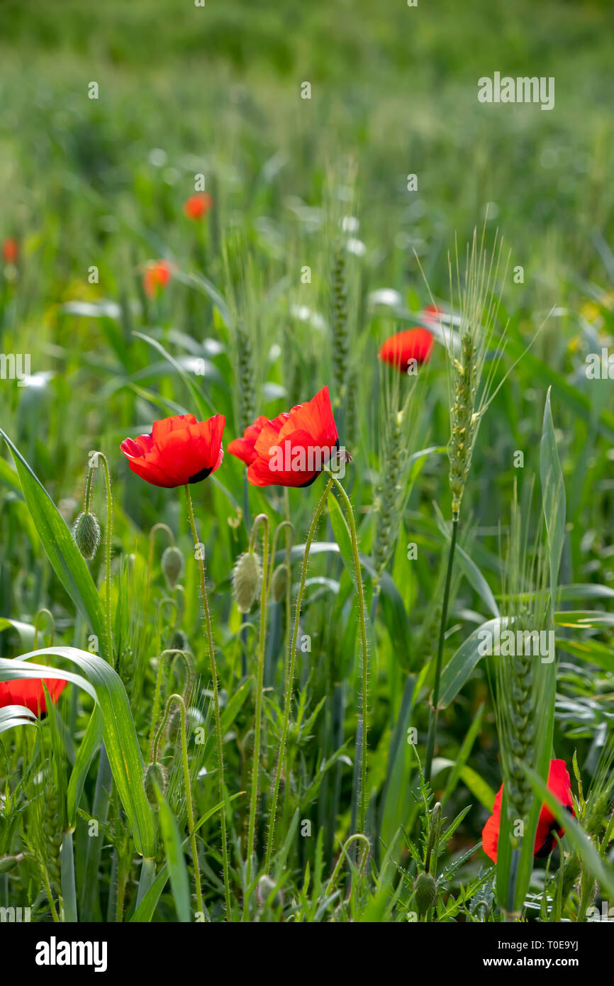 Beautiful Poppy Buds High Resolution Stock Photography and Images - Alamy