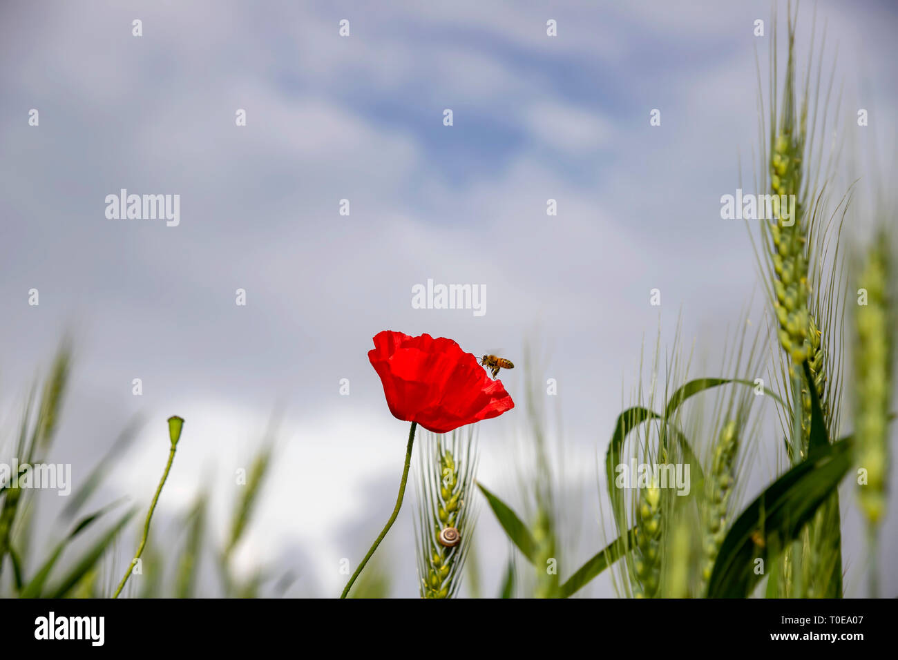 Red poppy flower with bee above it surrounded by green ears of wheat ...