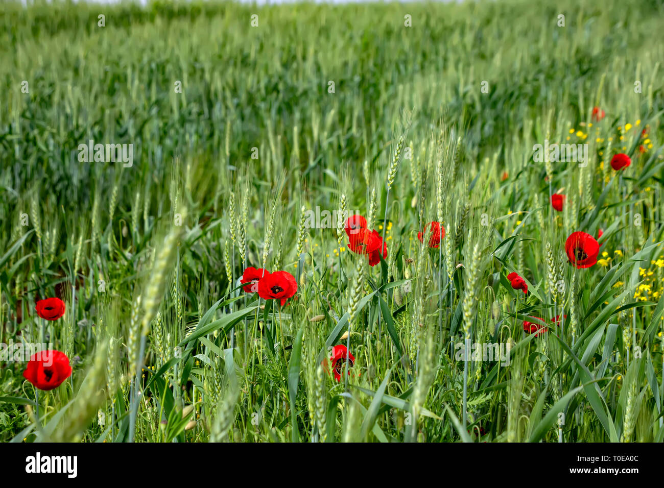 Beautiful poppy buds hi-res stock photography and images - Alamy