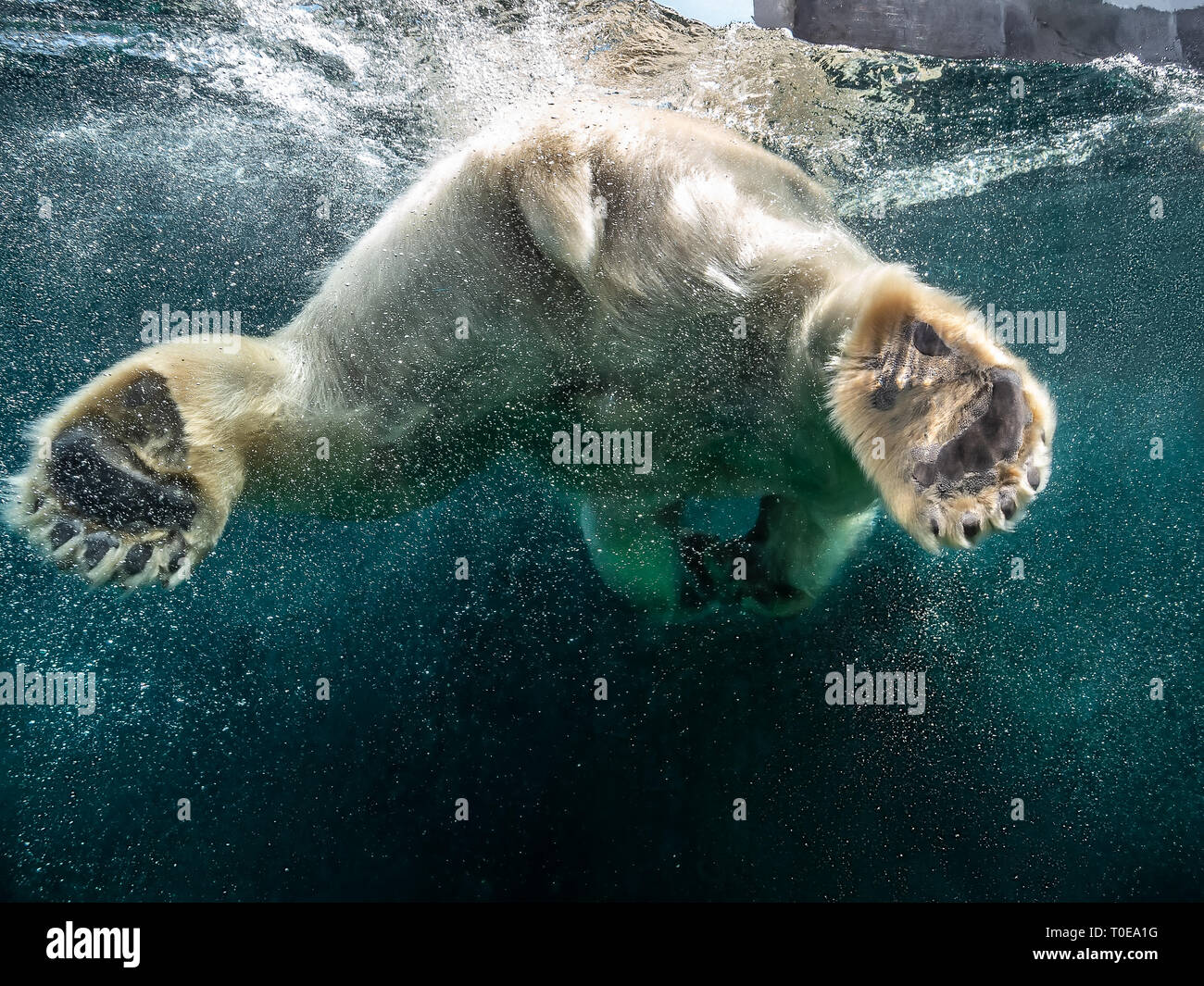 Action closeup of polar bear with big paws swimming undersea with bubbles under the water surface in a wildlife zoo aquarium Stock Photo