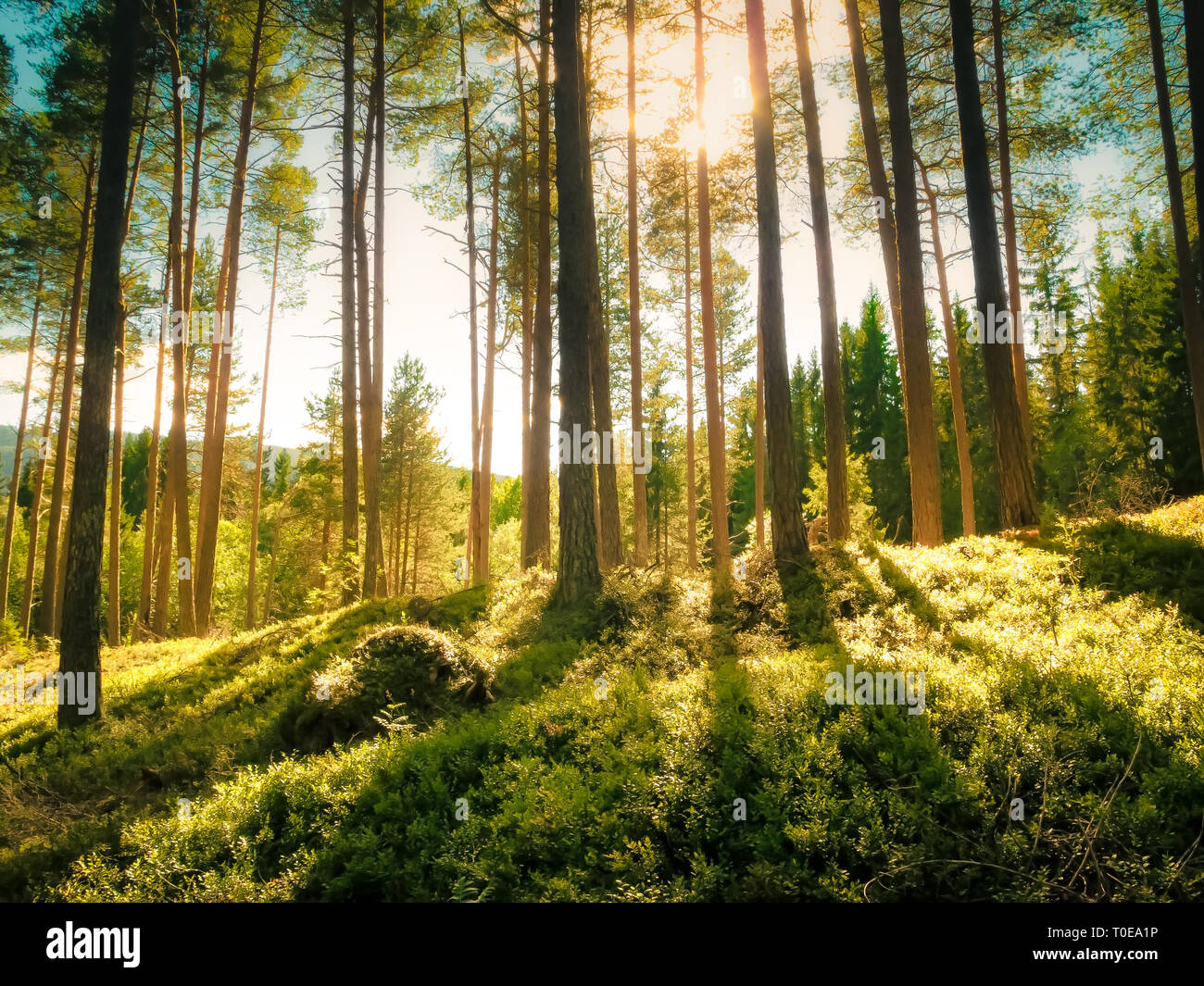 Bright beams of sunlight shining through tall evergreen fir tree stems on green vegetation of bilberry bushes in a magical and peaceful quiet forest Stock Photo