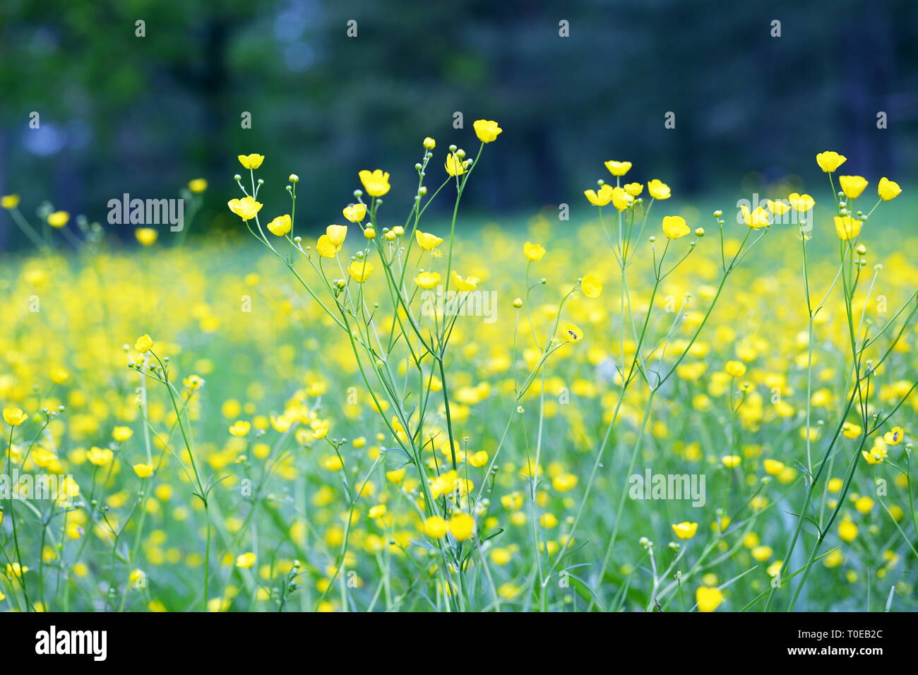 field with flowers buttercups Stock Photo - Alamy