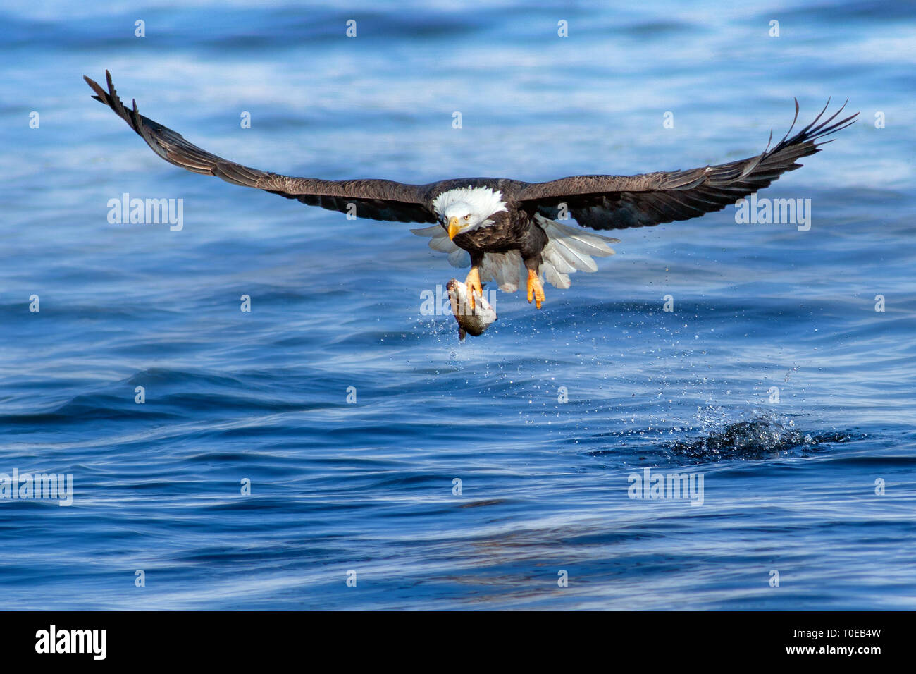 Bald eagle catches fish Stock Photo Alamy