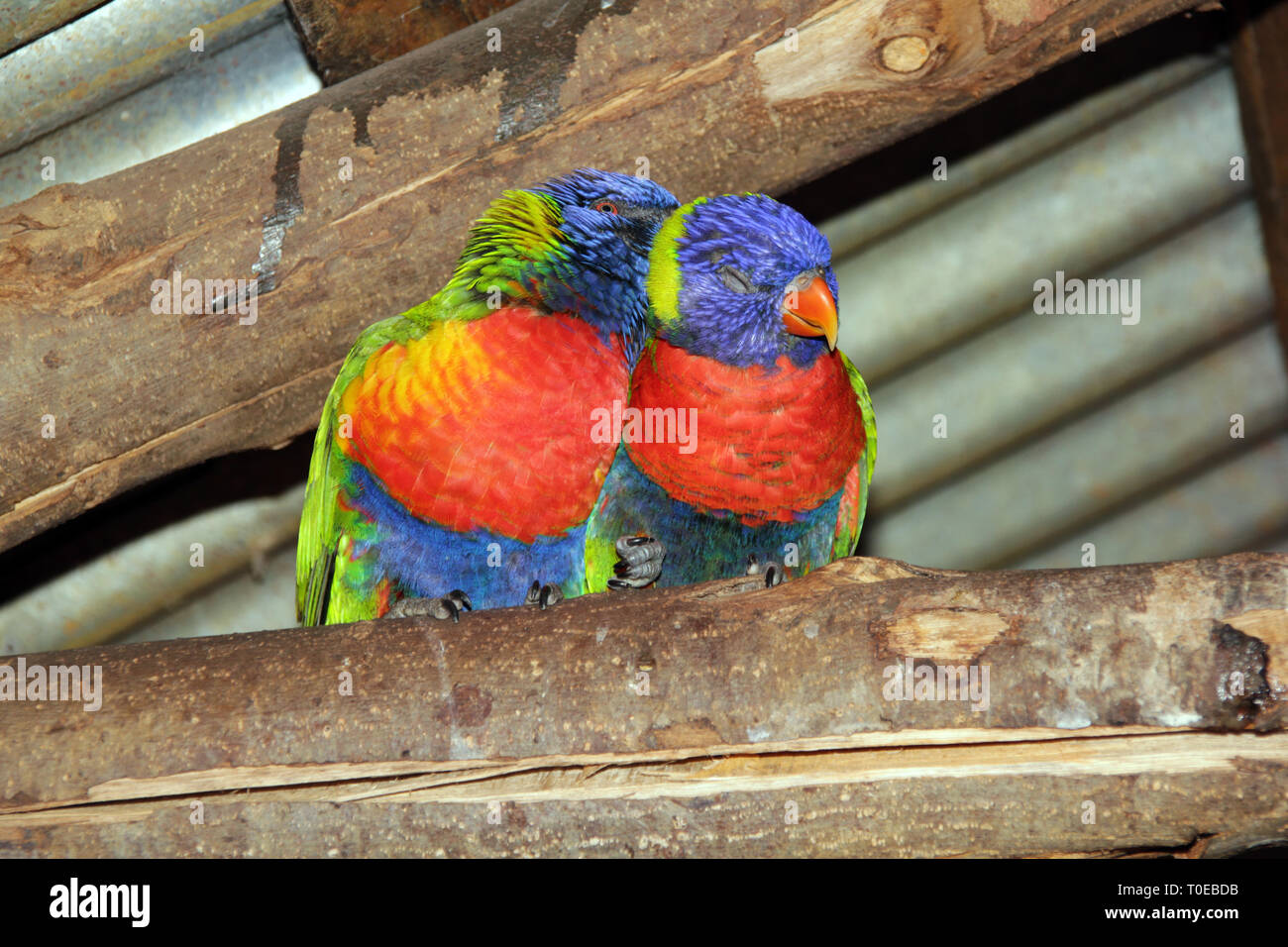 Two lovely lorikeets preening each other Stock Photo