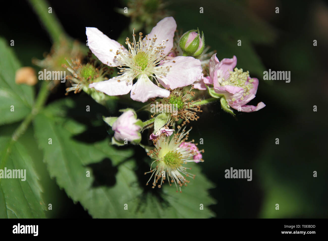 Light pink blackberry flowers in different stages of growth. Stock Photo