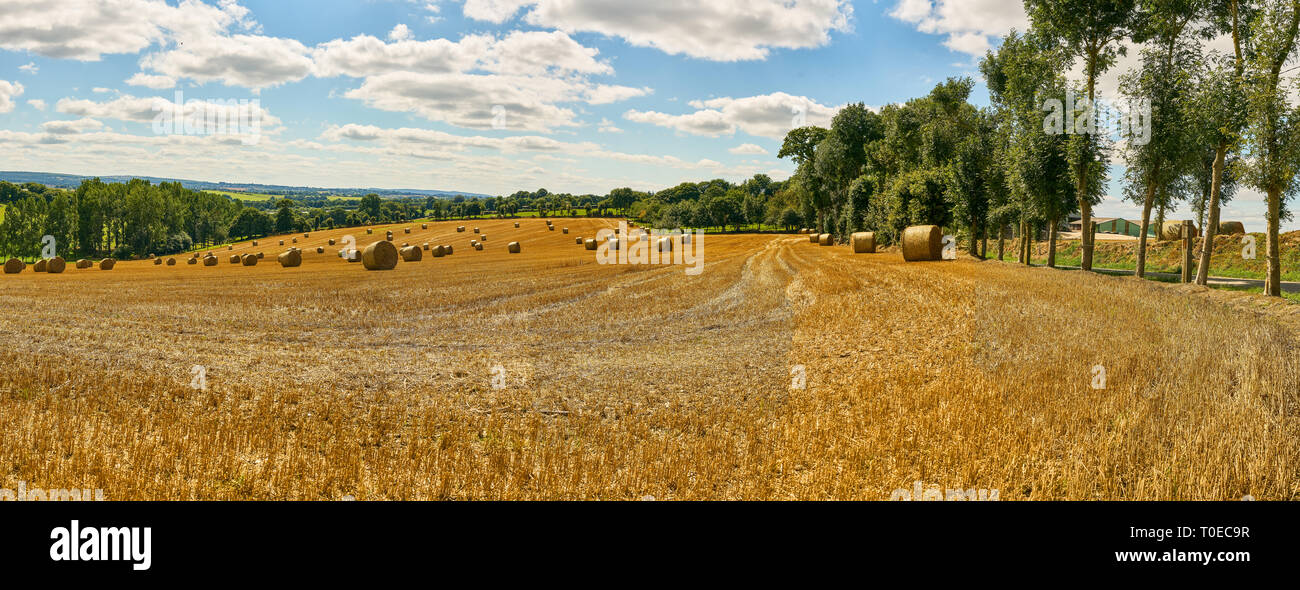Landscape panorama with a crop field after harvest in summer against a ...