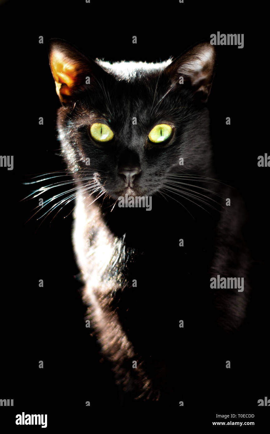 Pet concept Portrait of emotional of Black cat on black background