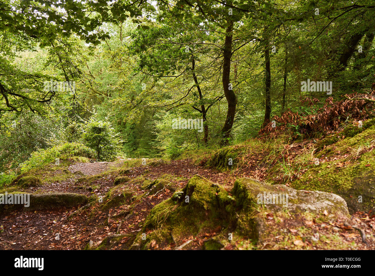 Enchanted forest landscape hi-res stock photography and images - Alamy