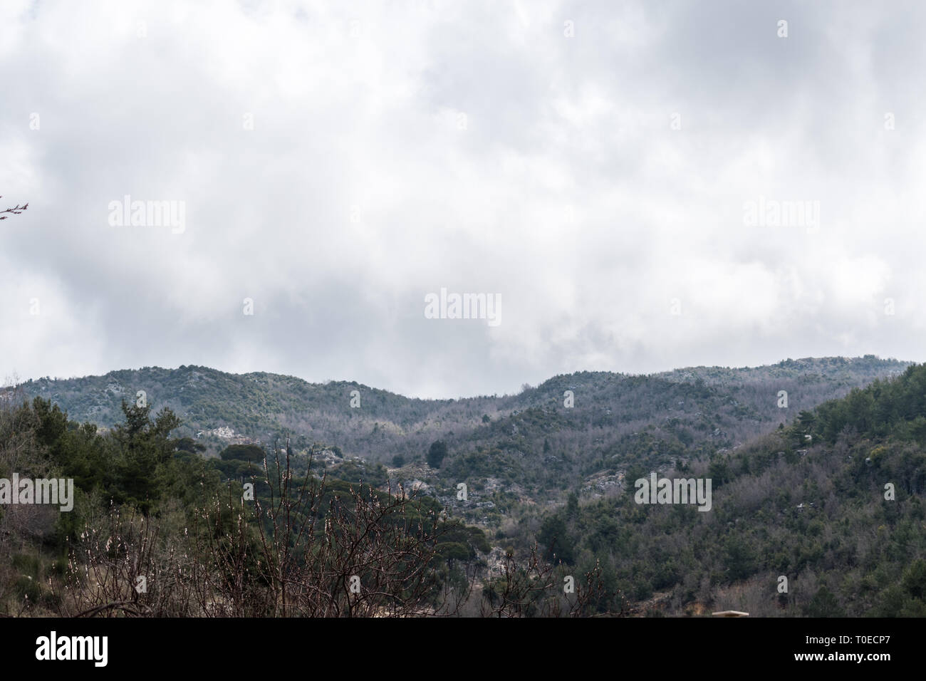 this is a capture for a landscape in Lebanon with a beautiful green trees and lovely blue sky with some cloud that make some nice texture Stock Photo