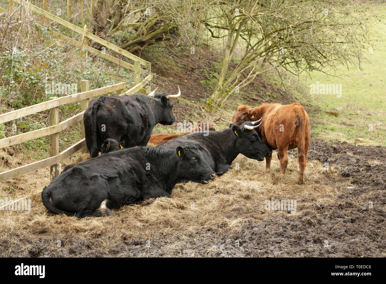 Dexter cattle in a muddy field in Worcestershire, UK. Stock Photo
