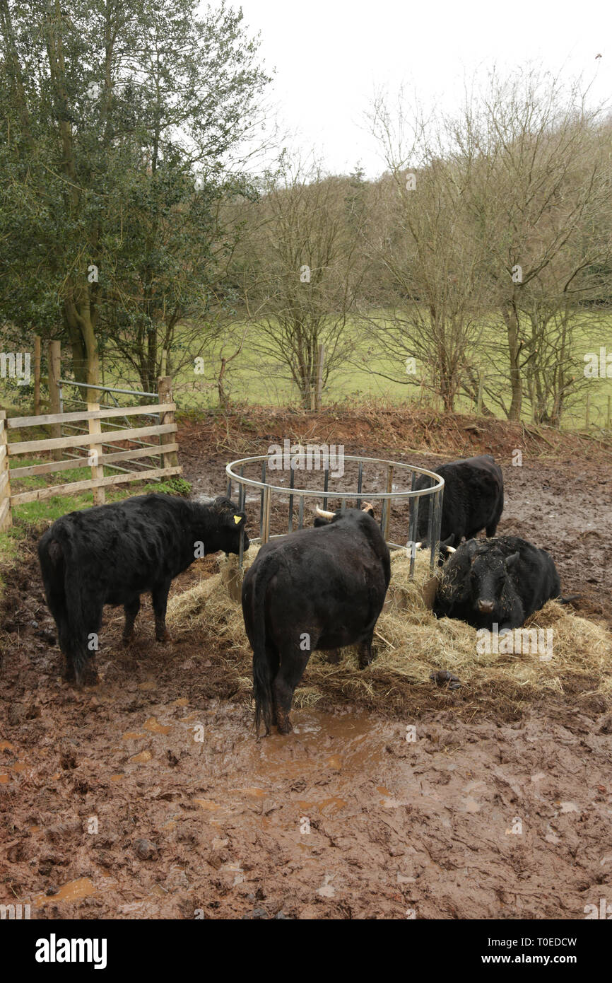 Dexter cattle feeding on hay in winter. Stock Photo