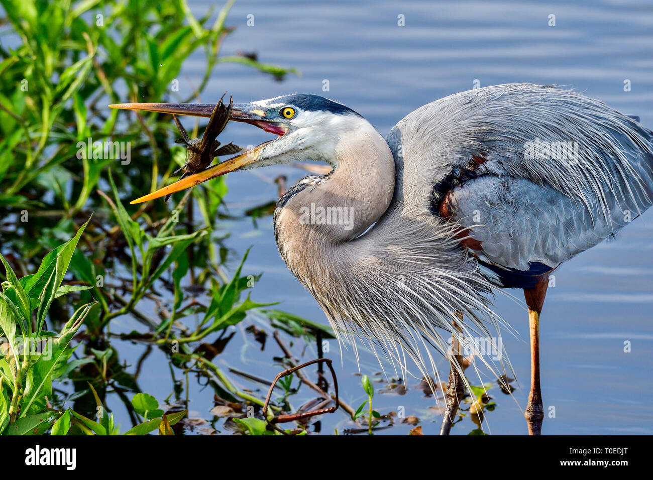 Great Blue Heron with first catch of the day. Stock Photo