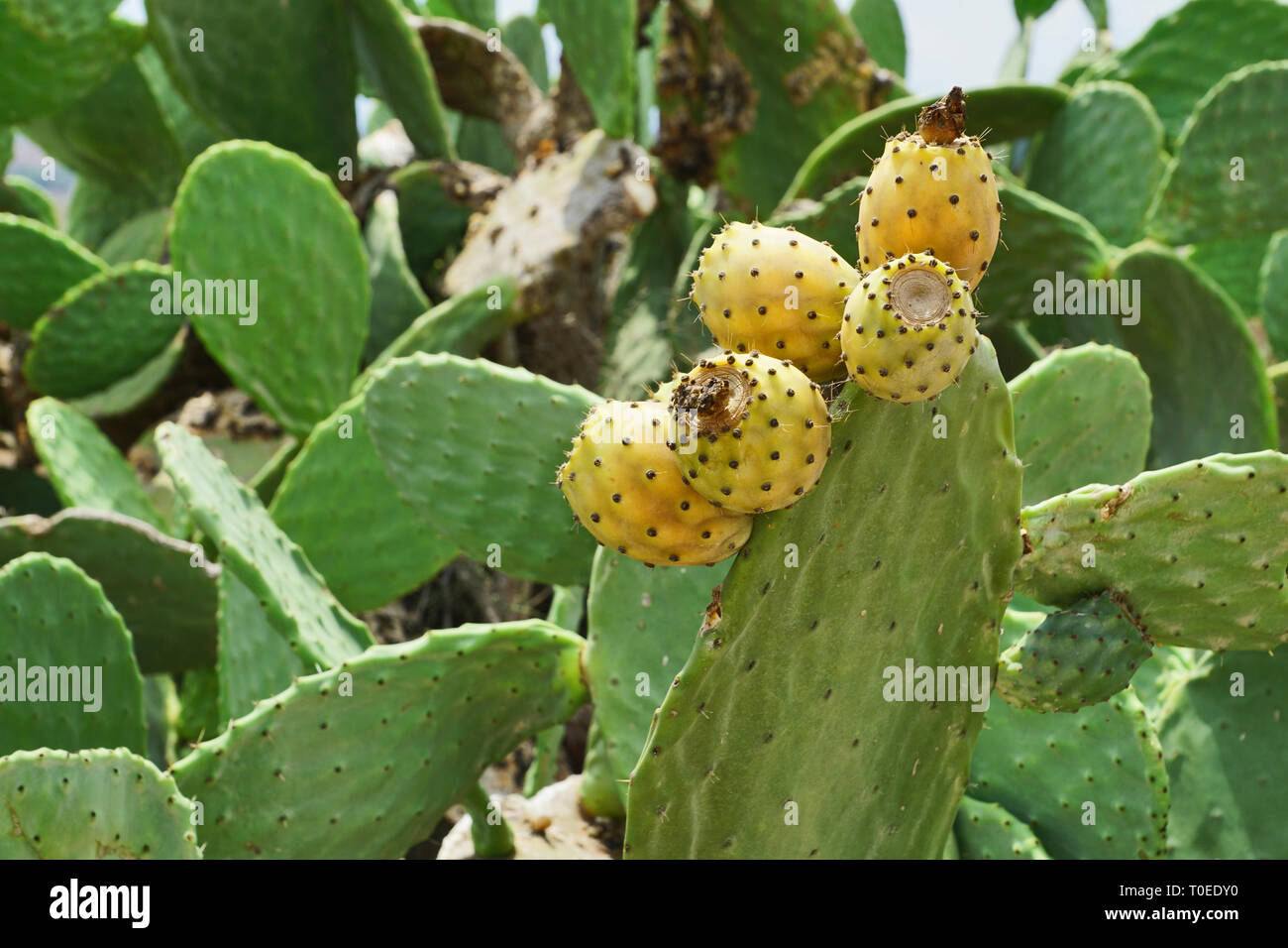 Prickly pear cactus with yellow fruits in Malta Stock Photo