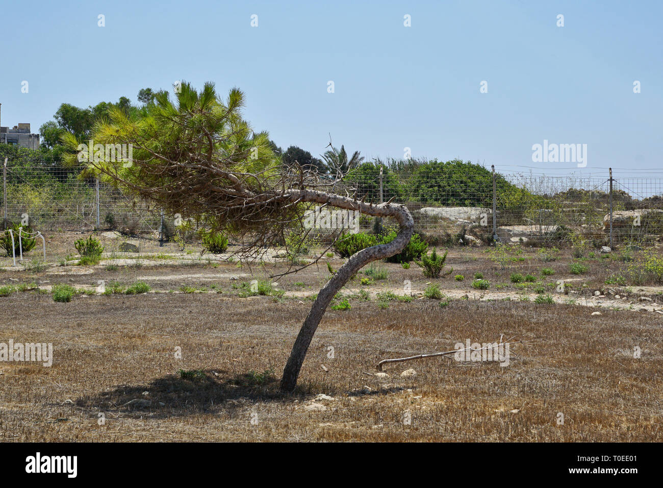 extremely wind-deformed tree in Malta Stock Photo