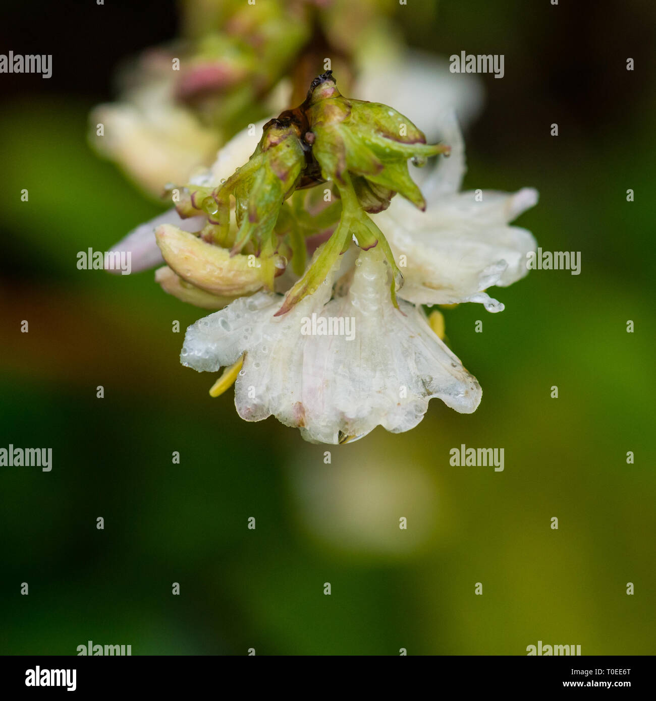 A macro shot of a white winter honeysuckle bloom. Stock Photo