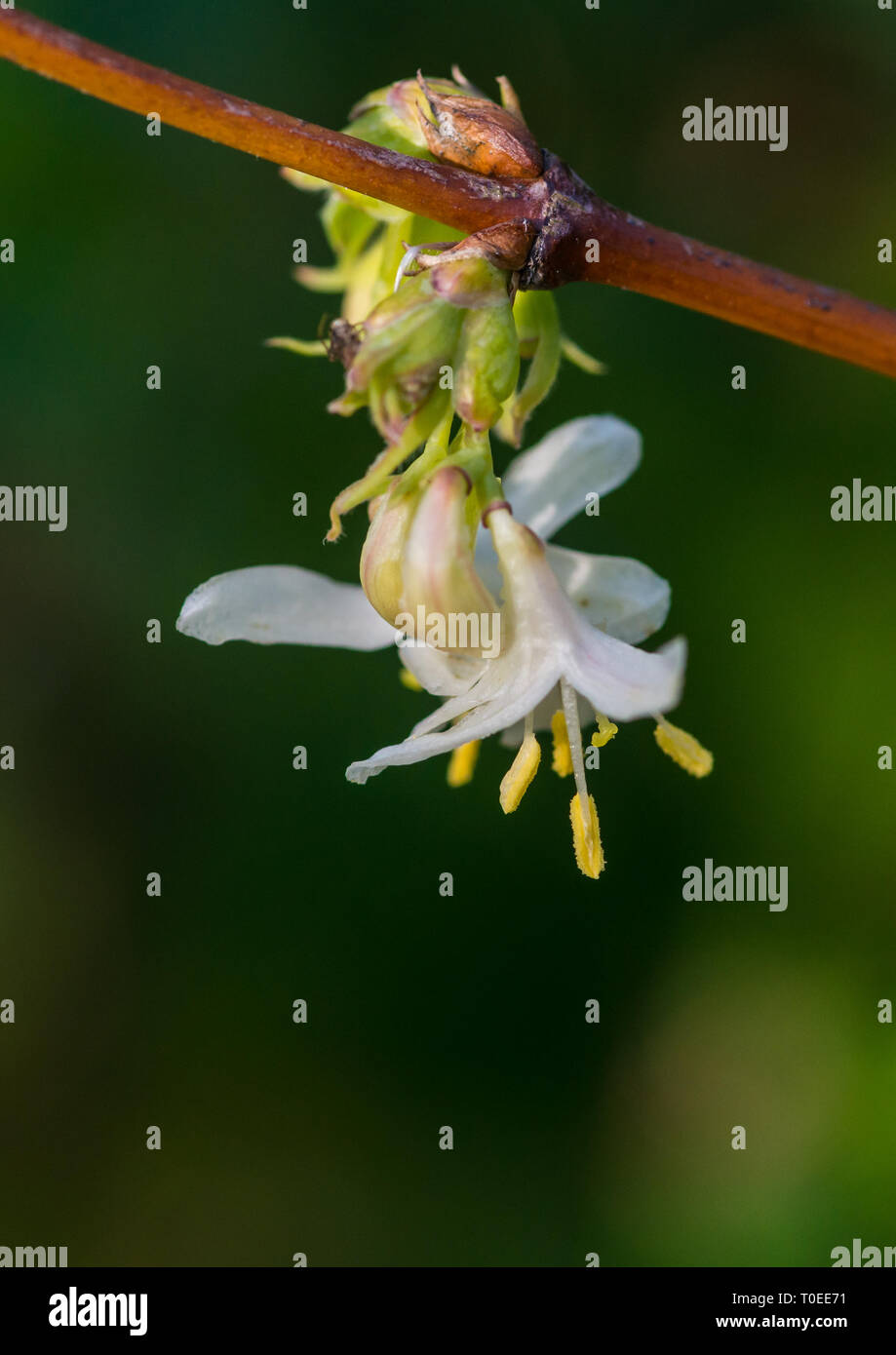 A macro shot of a winter honeysuckle bush bloom. Stock Photo