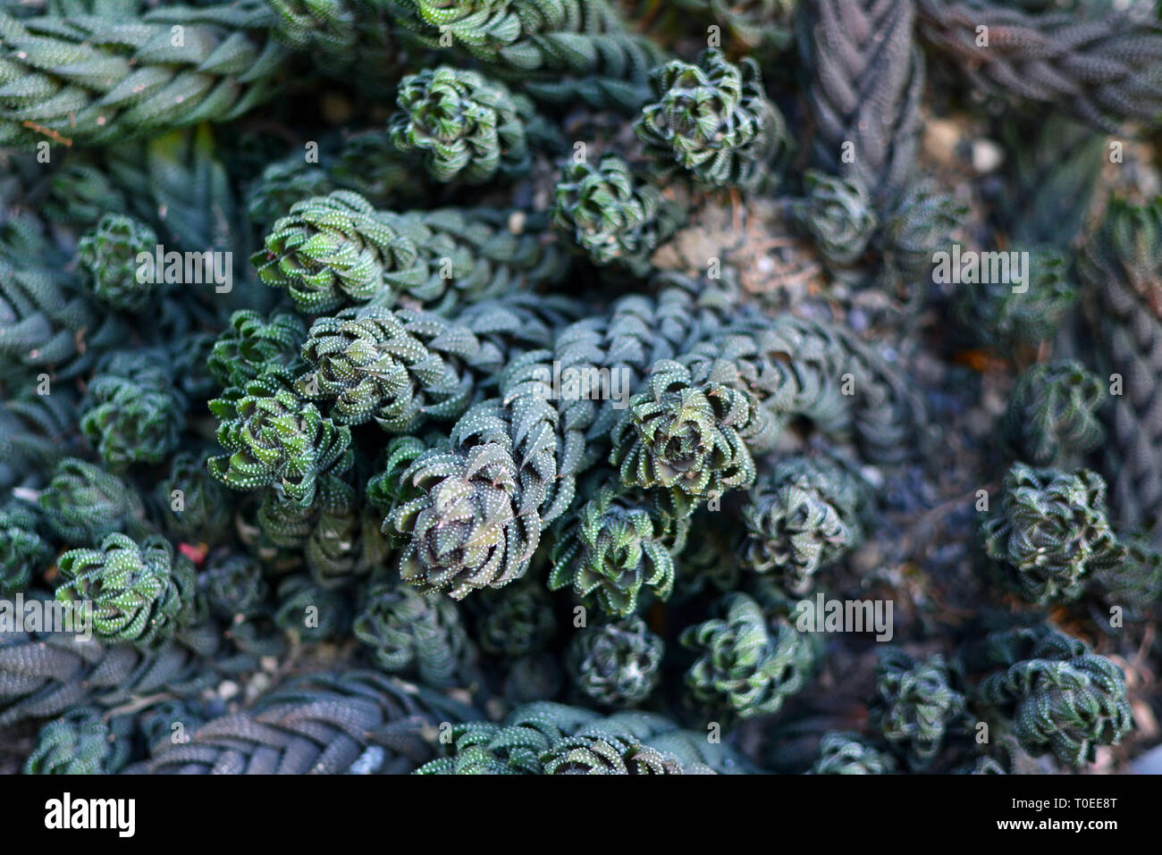 Ground covered in beautiful exotic Haworthiopsis Reinwardtii succulent plants Stock Photo
