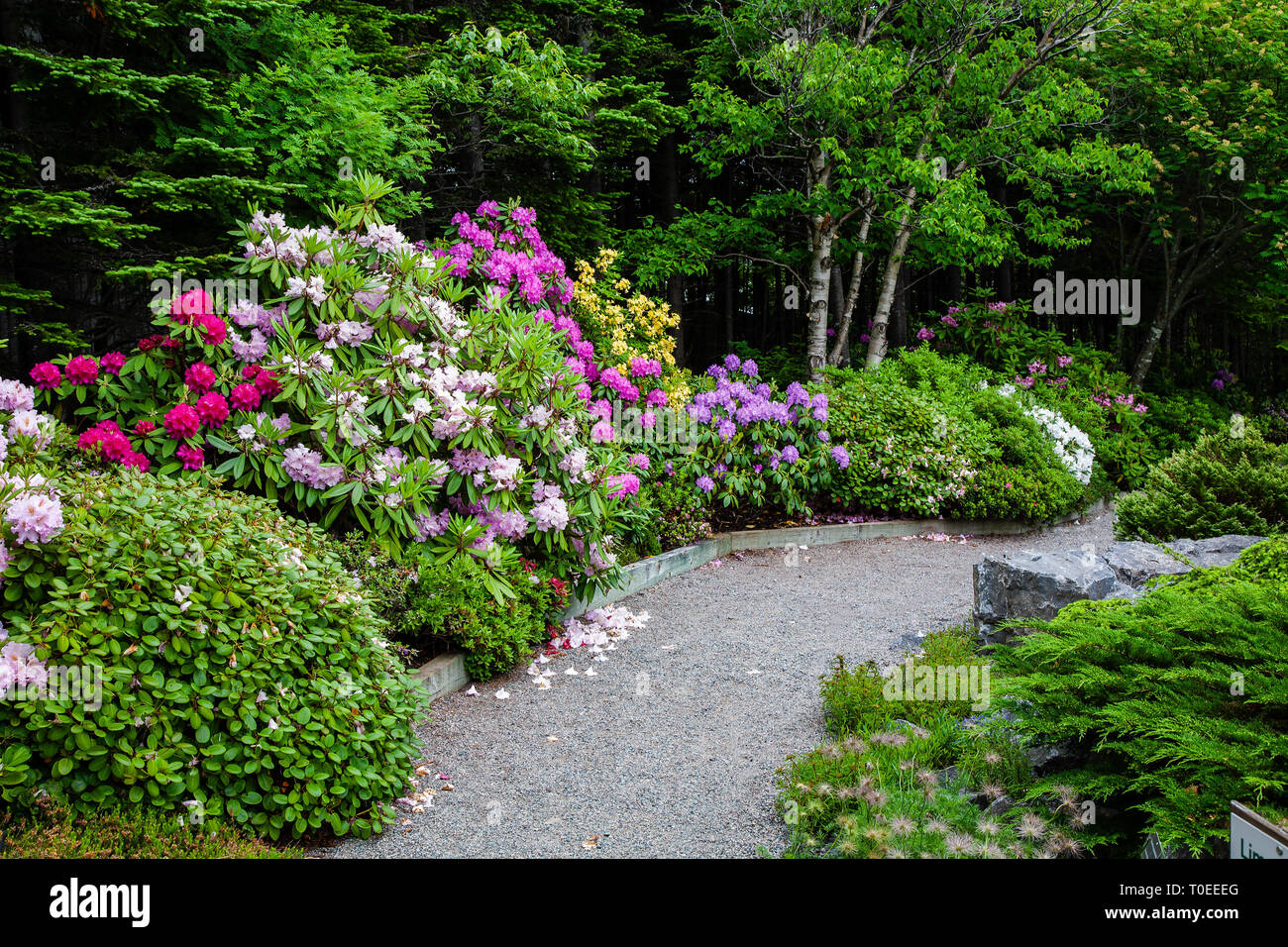 Beautiful shrub bed with azaleas and rhododendrons. Stock Photo