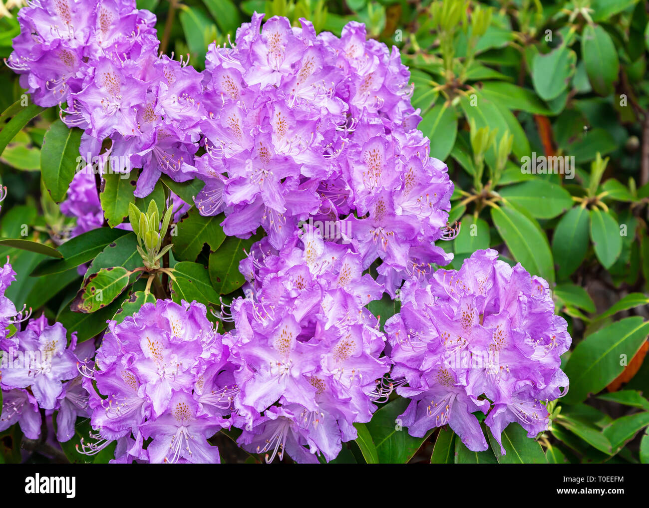 Purple rhododendron in the springtime garden. Stock Photo