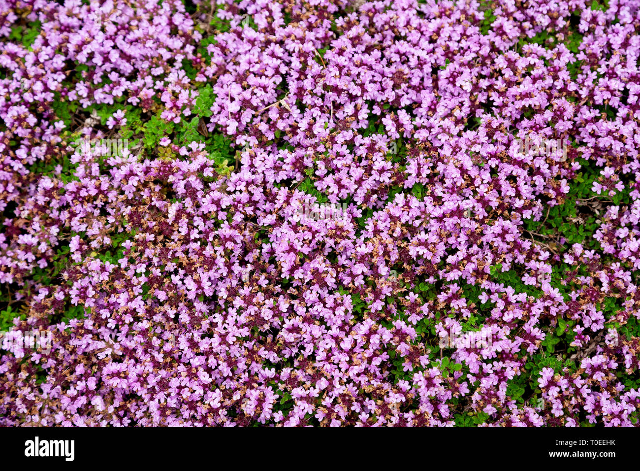 Blooming thyme in the herb garden. Botanical name Thymus serpillum
