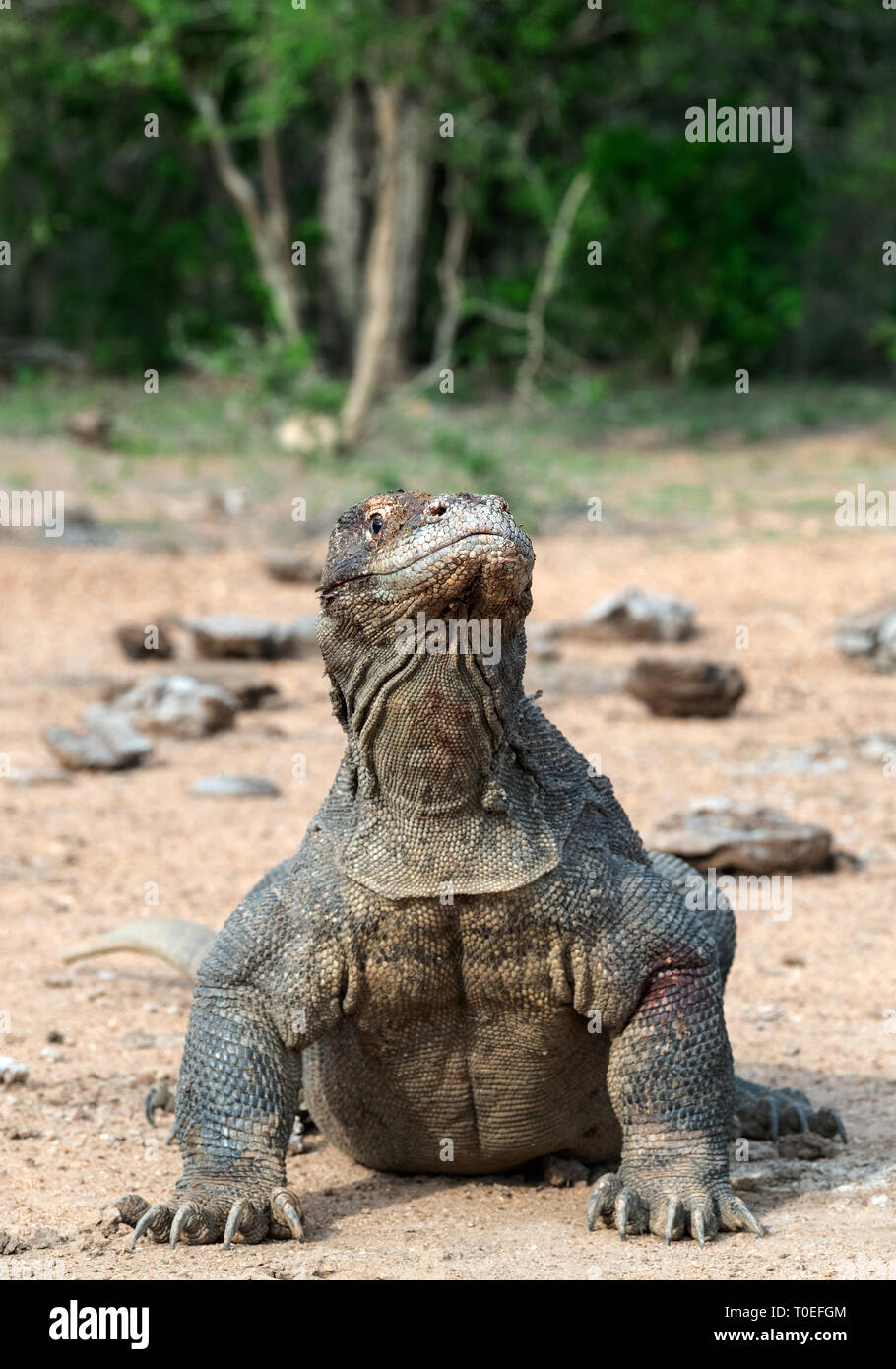 Komodo dragon, scientific name: Varanus komodoensis. Natural habitat