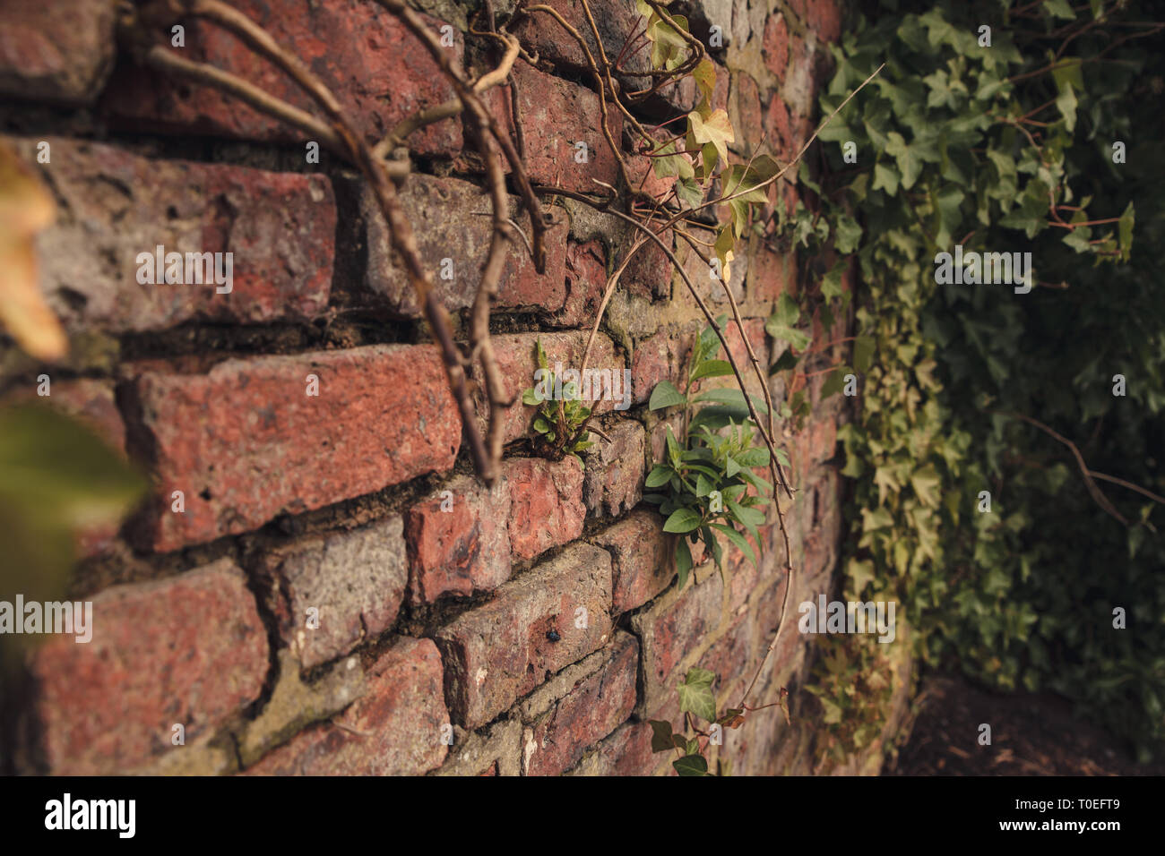 A Brick wall texture background with moss growing in the cracks Stock Photo