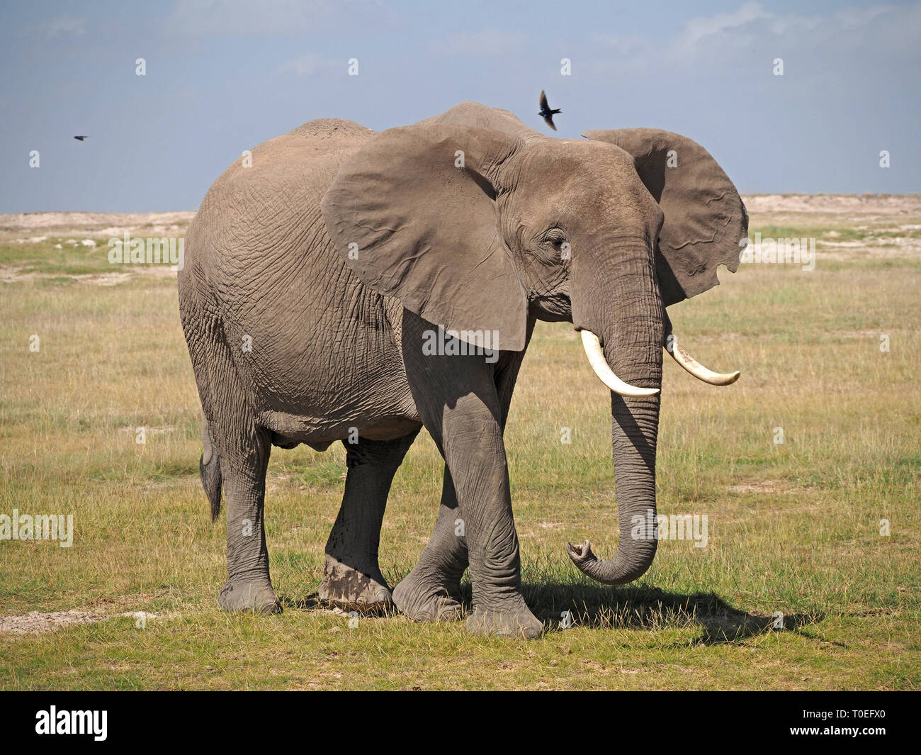 swallow flies over lone young African elephant (Loxodonta africana)  with small tusks walking in the African savannah in Kenya, East Africa Stock Photo