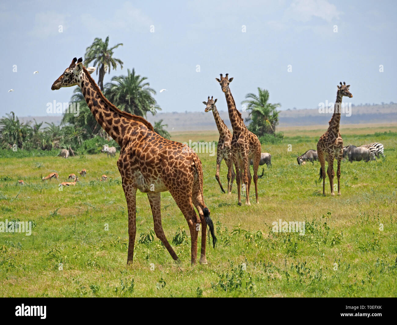 tower of 4 Masai Giraffe (Giraffa camelopardalis tippelskirchii) looking alert amid varied plains grazers on savanna of Amboseli NP, Kenya, Africa Stock Photo