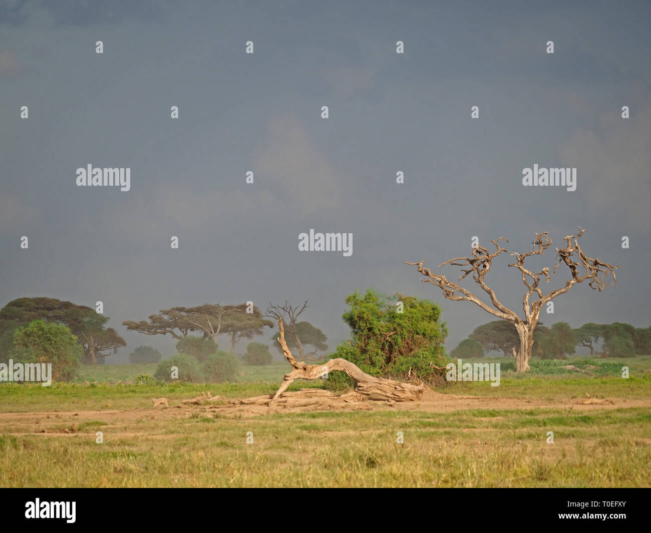 dark skies over iconic dead tree skeletons in a landscape shrouded by a