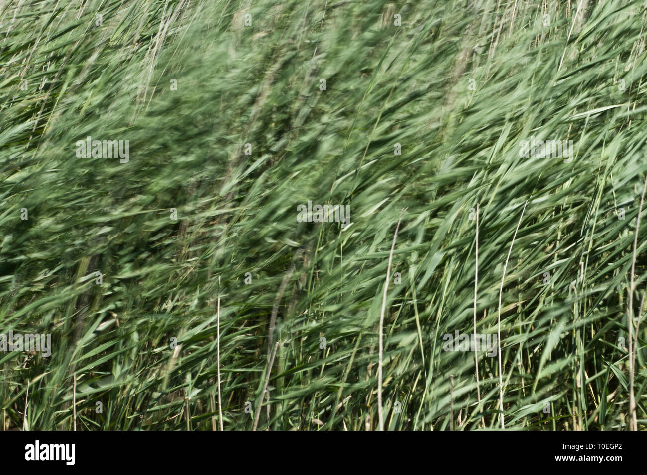 Abstract view of reeds blowing in the wind, Westhay Moor SWT reserve, Somerset Levels, Somerset, England, UK Stock Photo