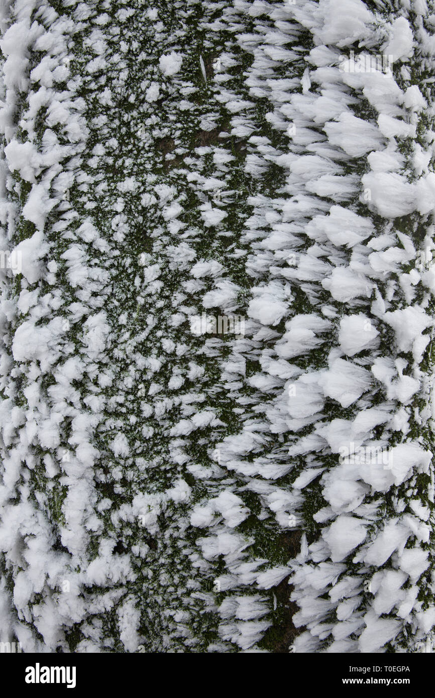 Hoar frost on beech tree trunk (Fagus sylvatica), West Woods, Compton Abbas, Dorset, England, UK Stock Photo